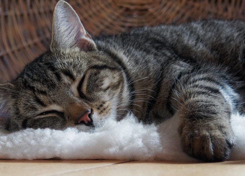 gatto sonno
