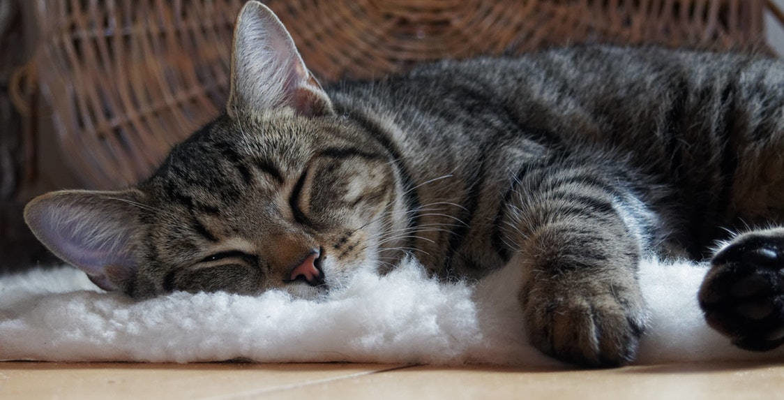 L’Importanza del Sonno